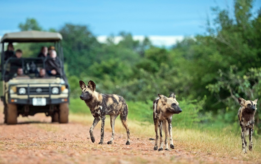 Three wild dogs walking along a track in South Luangwa National Park with a game vehicle in the background | Go2Africa